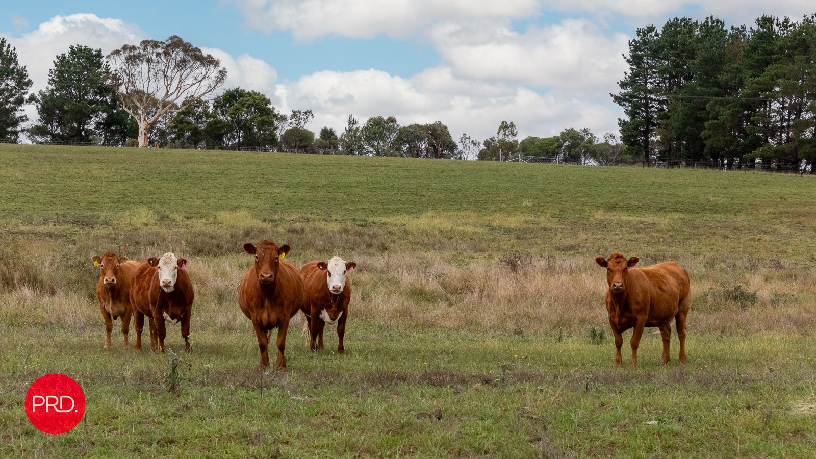 42 Burrabinga Road TARAGO 24