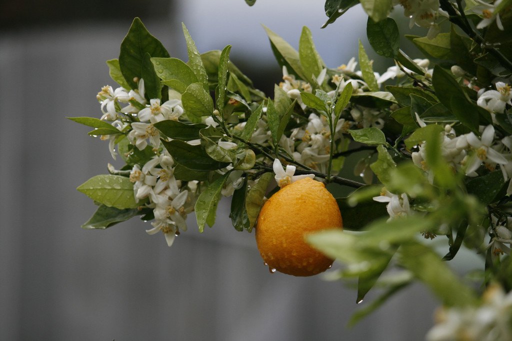 42 Charles Street ABERMAIN 26