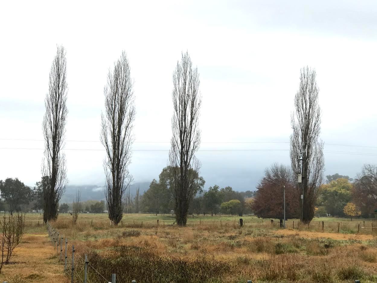 42 Lacmalac Road TUMUT 13