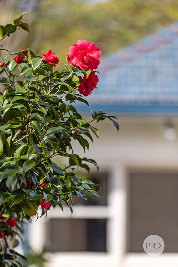 42 Newman Street MORTDALE 12
