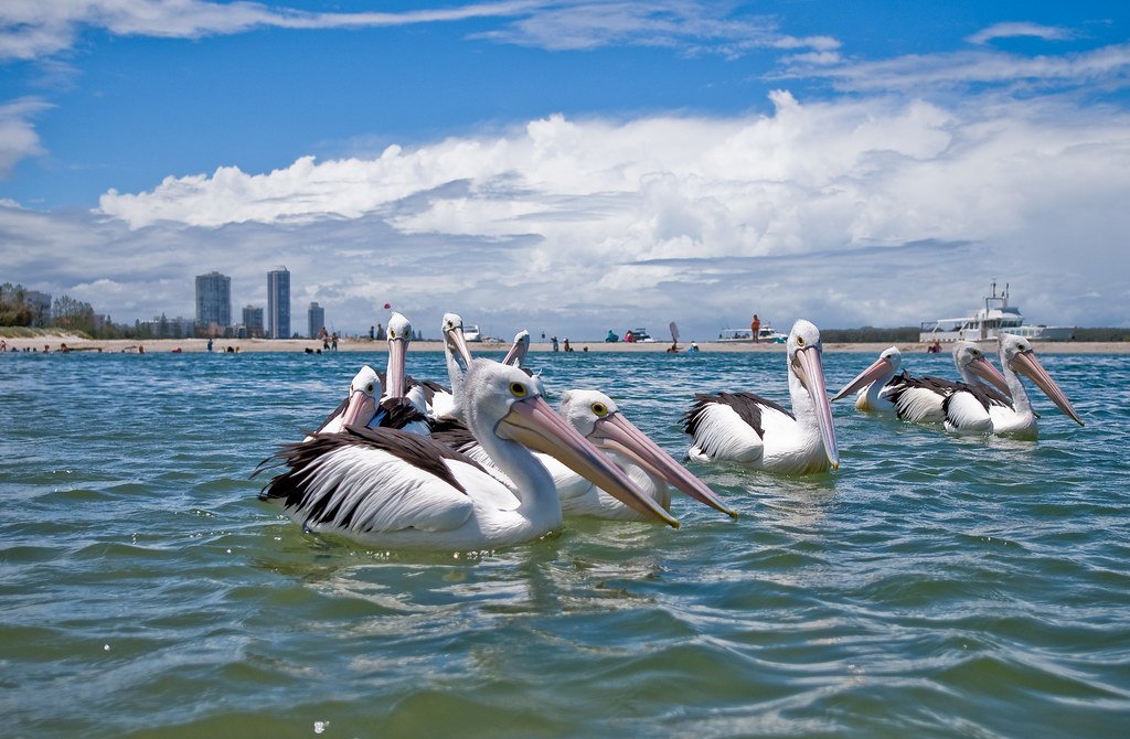 4/21 Middle Street LABRADOR 18