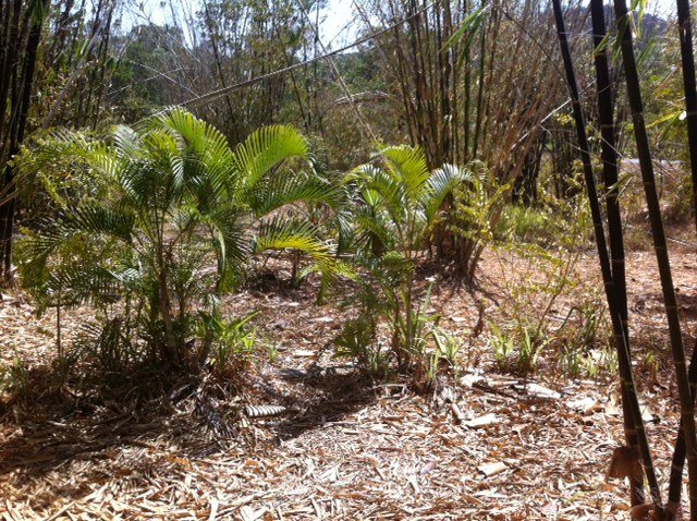 423 Paluma Road WOODWARK 4