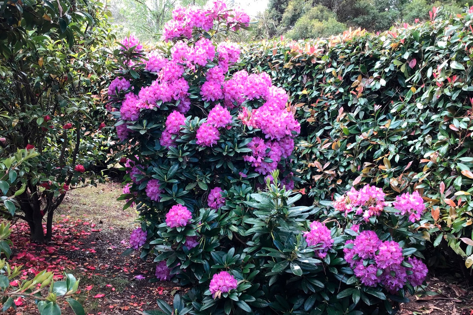 Real Estate and Property in 43 Andrew Avenue, Woodend, VIC