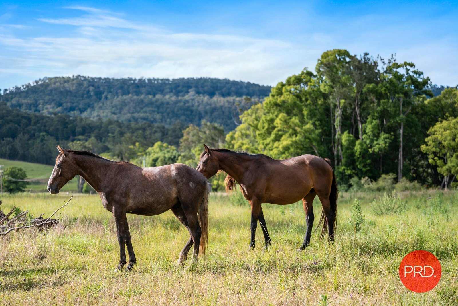 436 Tallawudjah Creek Rd  GLENREAGH 25
