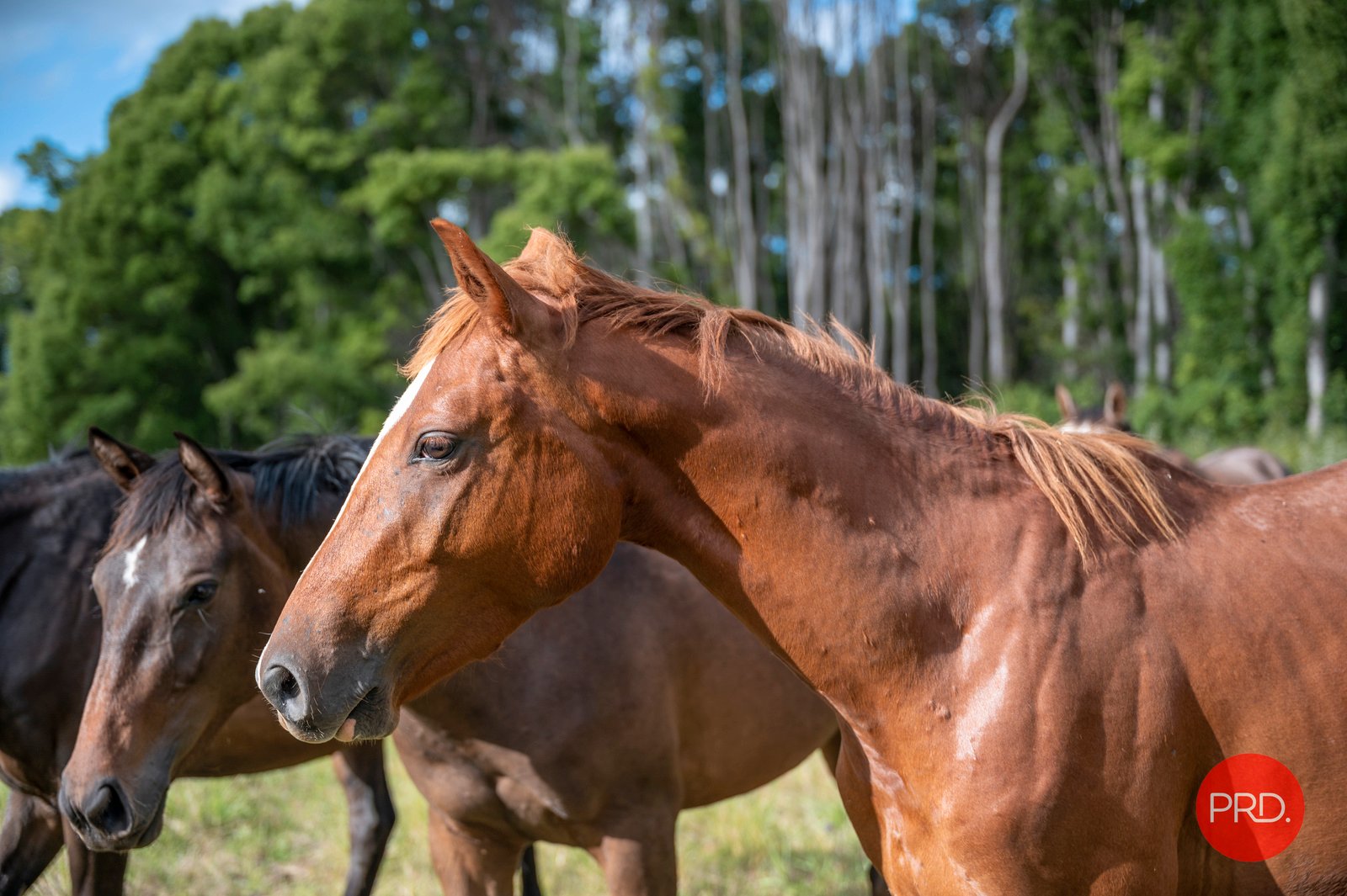 436 Tallawudjah Creek Rd  GLENREAGH 28