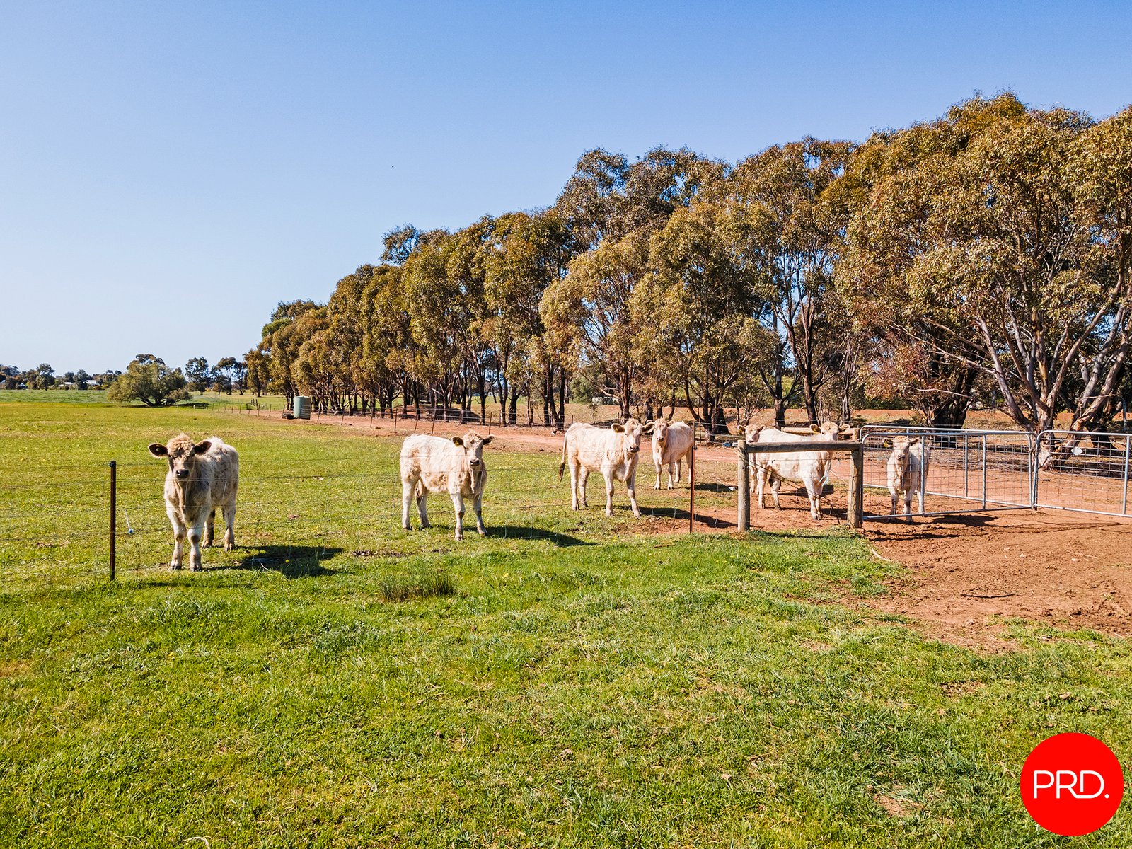 44 Neivandts Road SHELBOURNE 34