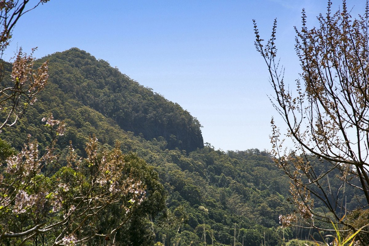 445 Petsch Creek Road Tallebudgera Valley 25