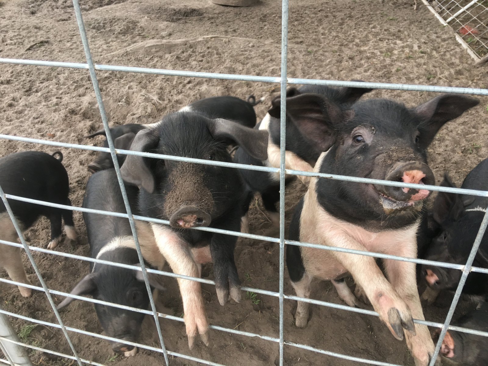 450 Fire Tower Road KOONYA 29