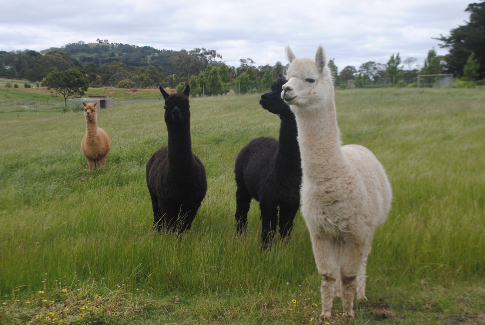 Real Estate and Property in 451 Couangalt Road, Gisborne South, VIC