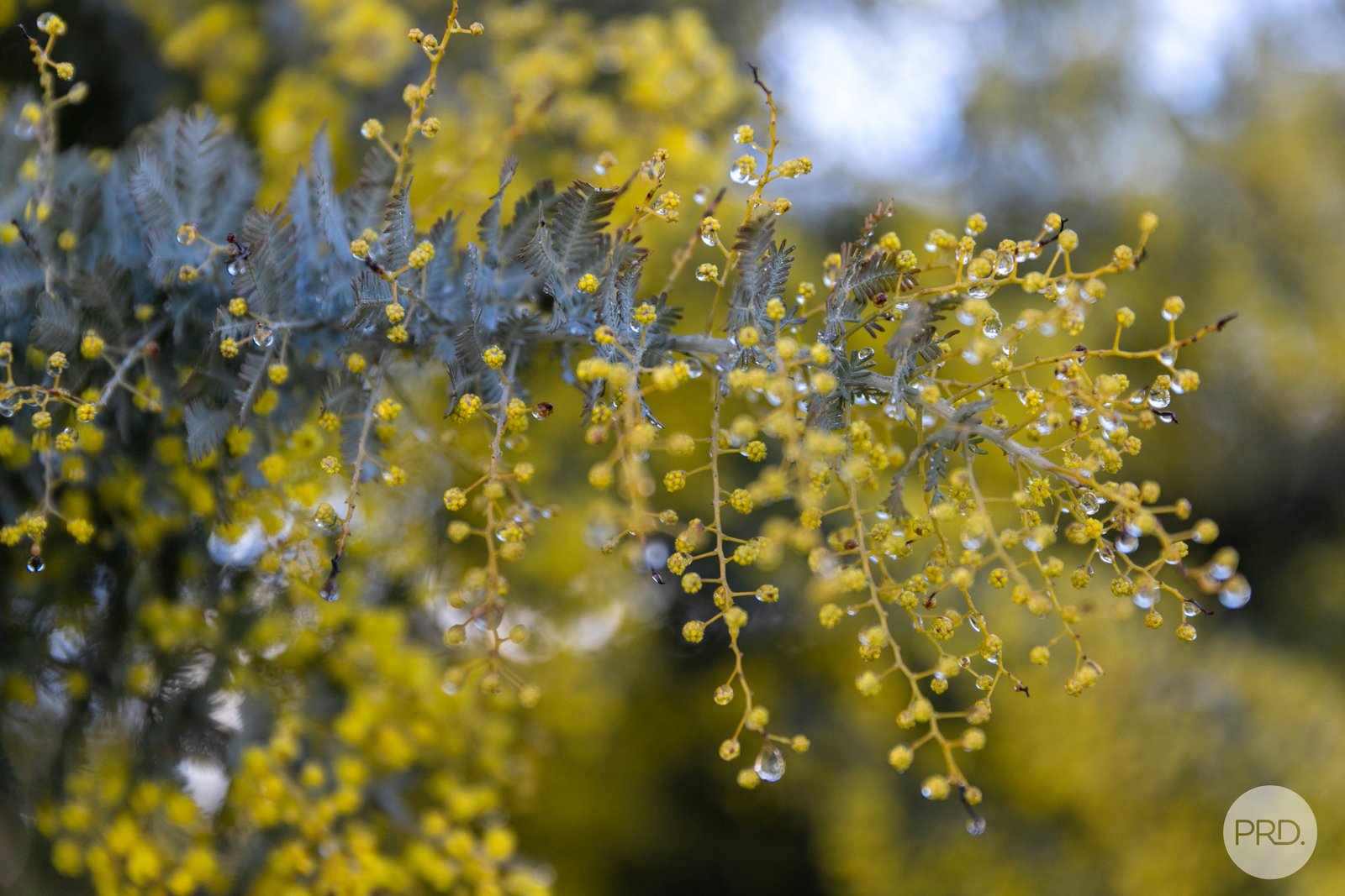 4585 Colac-Ballarat Road NAPOLEONS 17