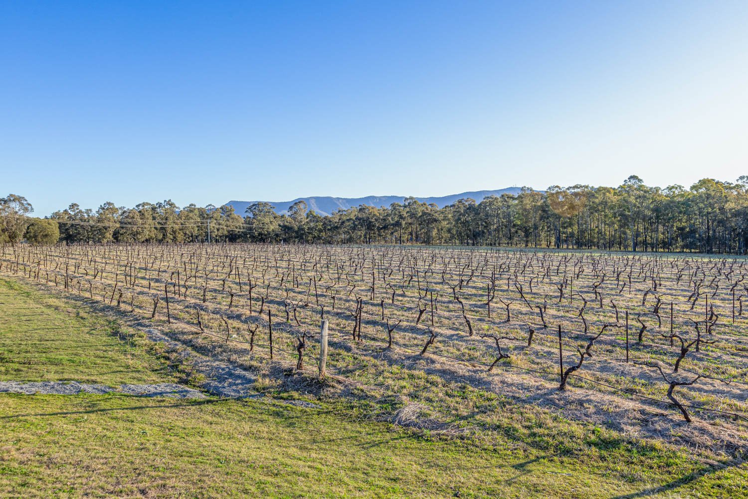 463 Deasys Road POKOLBIN 6