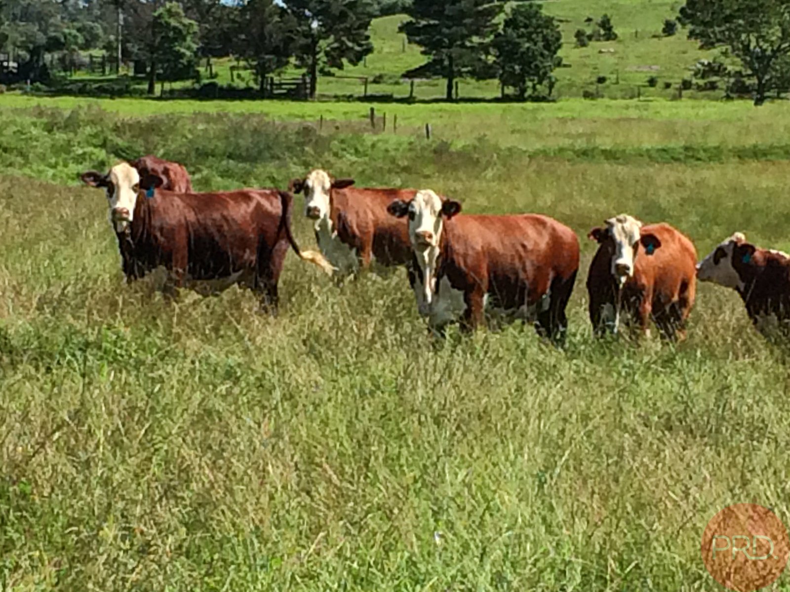 467 Maitland Vale Road MAITLAND VALE 9