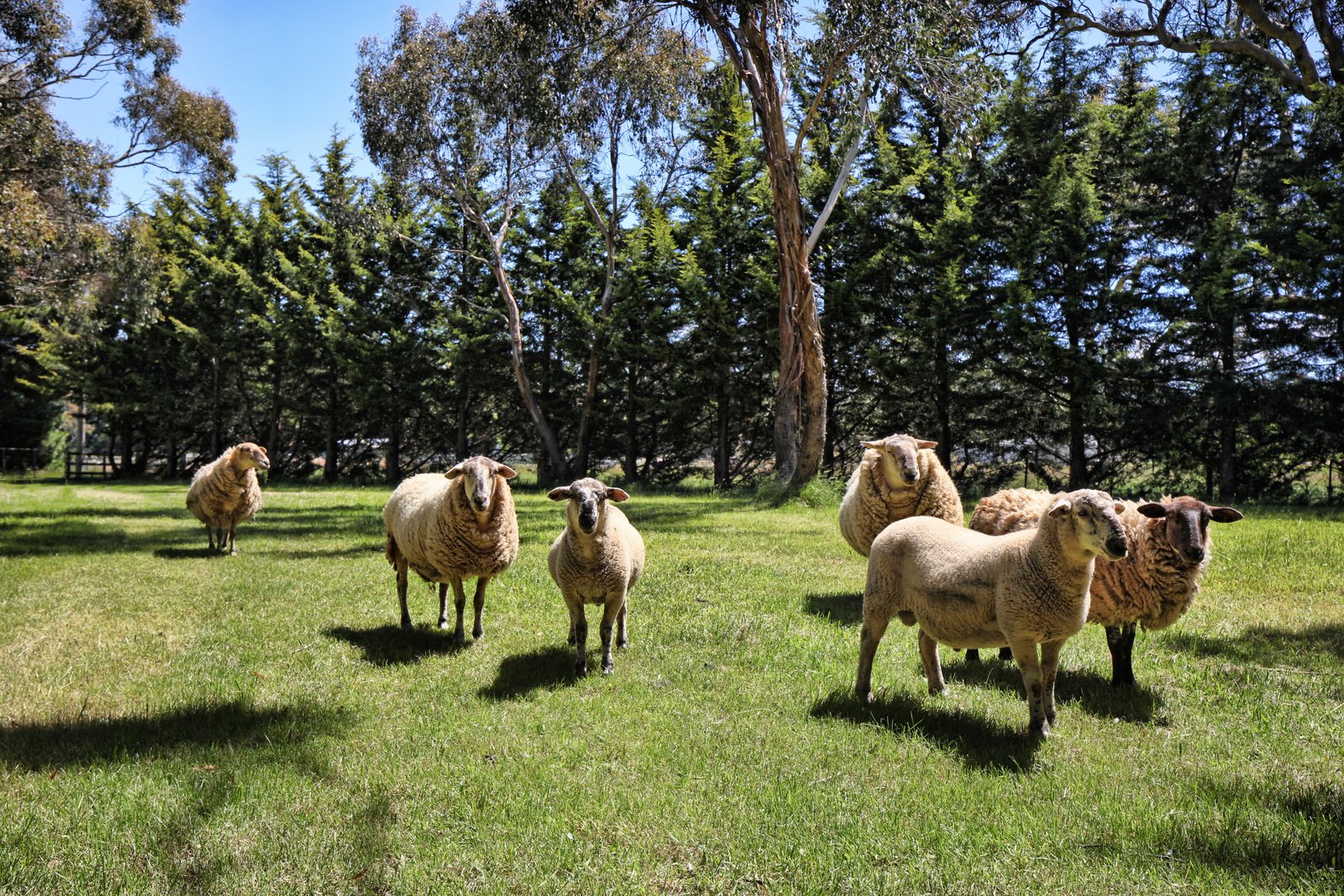 Real Estate and Property in 47 Whitelodge Road, Woodend, VIC