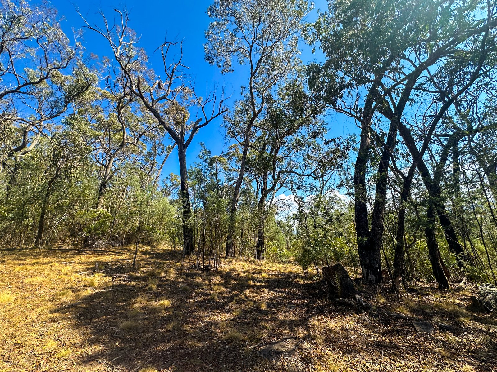 470 Batlow Road TUMBARUMBA 29