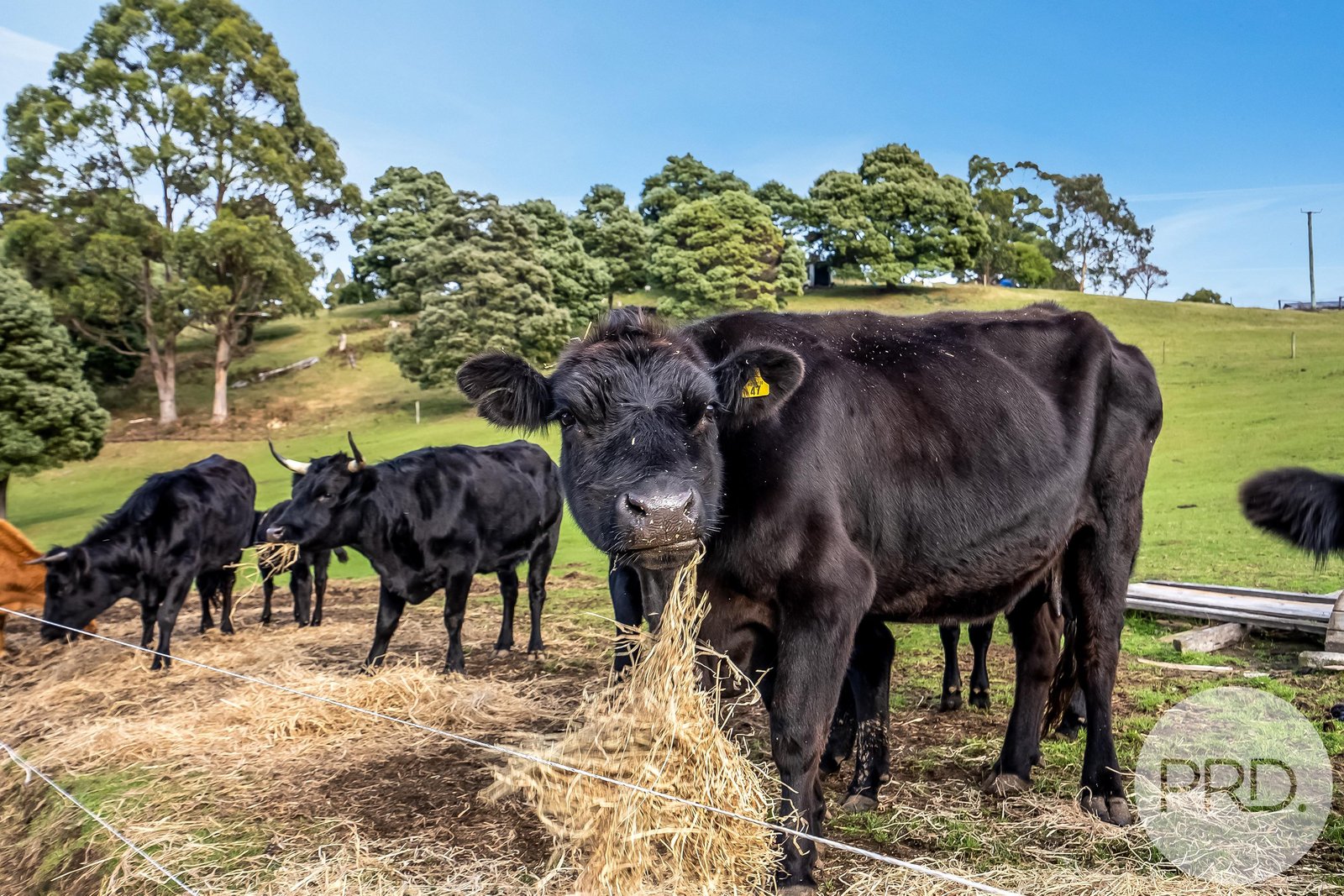 4796 Arthur Highway EAGLEHAWK NECK 2