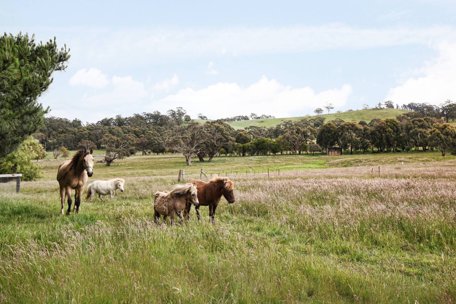 Real Estate and Property in 48 Hirsts Lane, Goldie, VIC