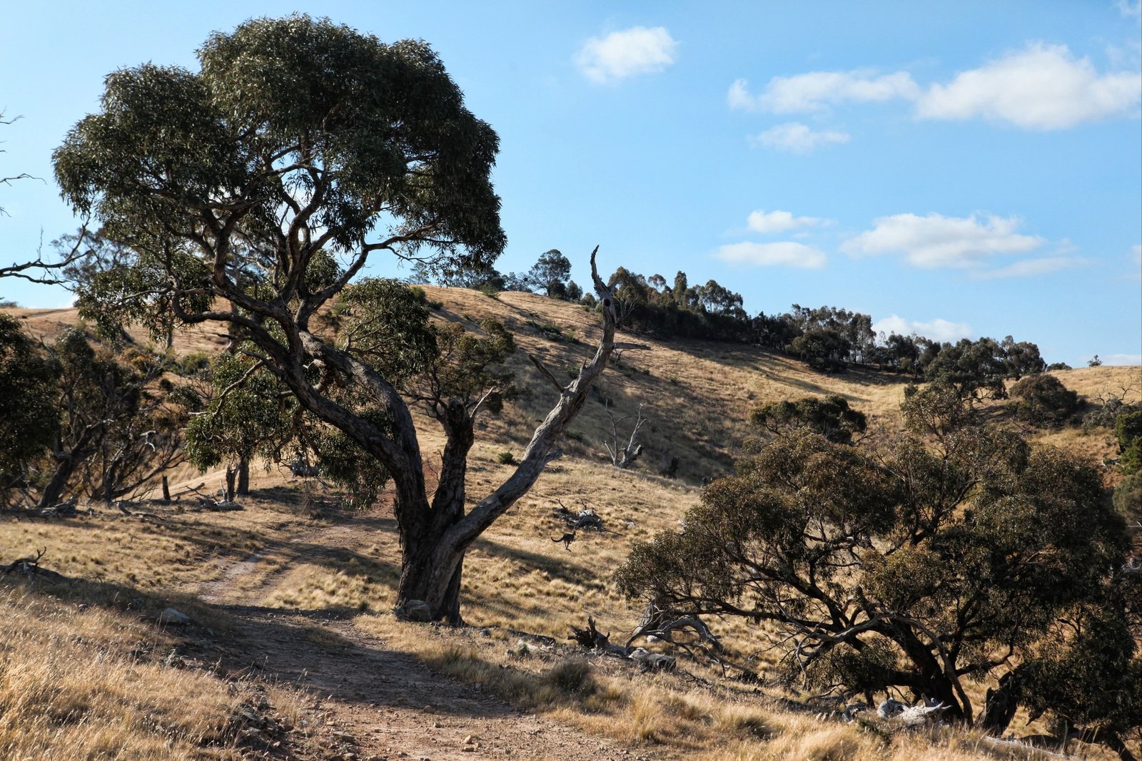 Real Estate and Property in 490 Settlement Road, Sunbury, VIC