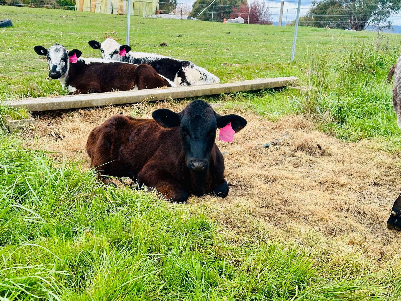 5 Courabyra Road TUMBARUMBA 25