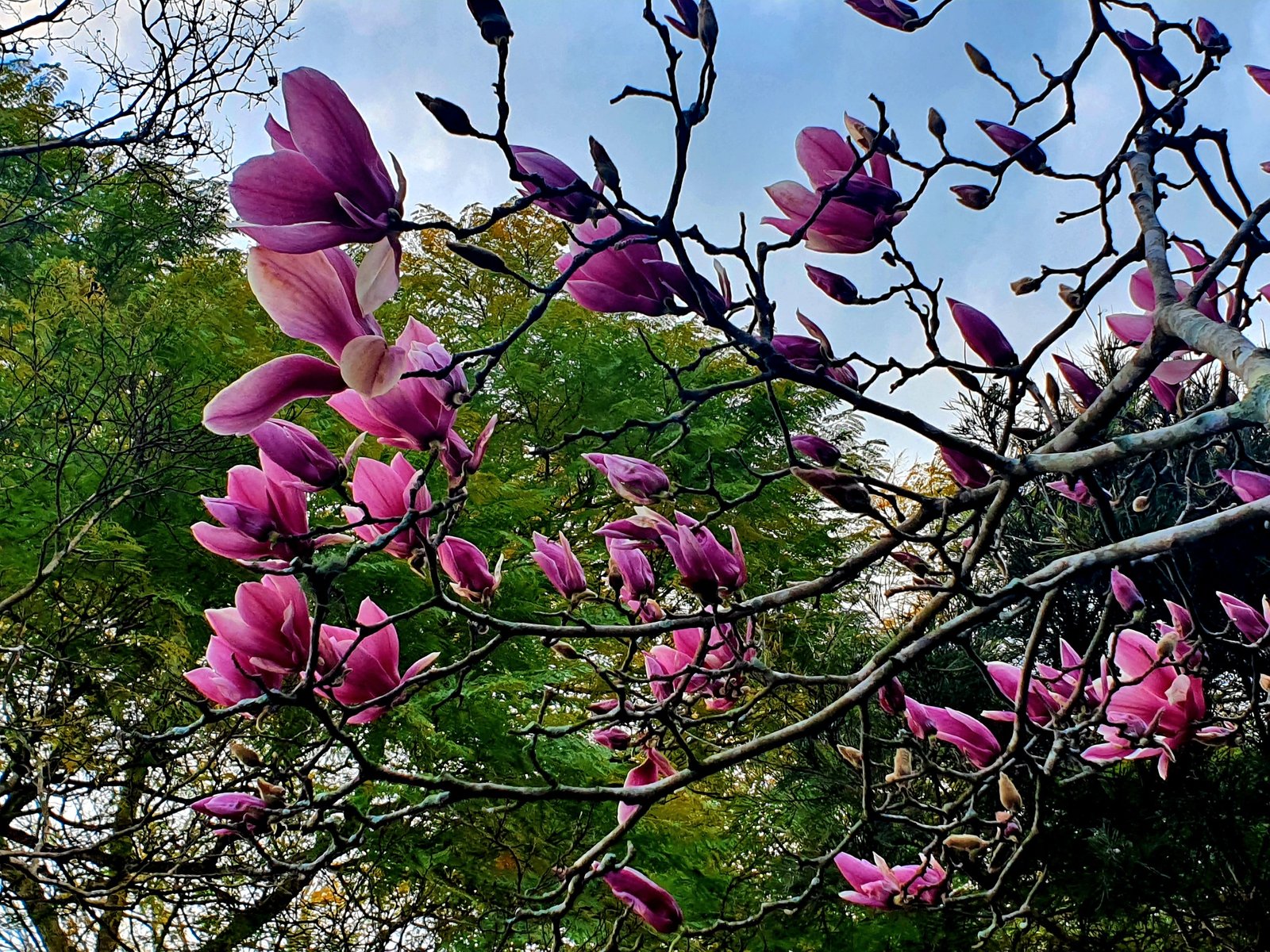 5 Glenview Street BOLWARRA HEIGHTS 15