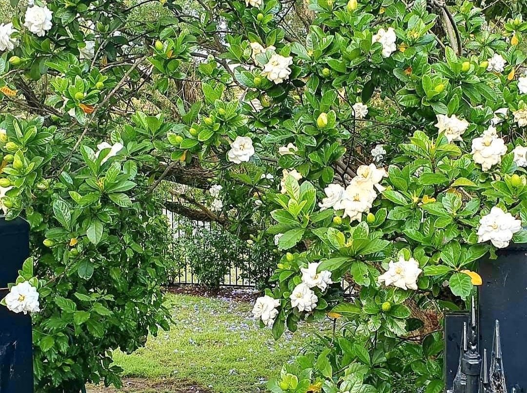 5 Glenview Street BOLWARRA HEIGHTS 16