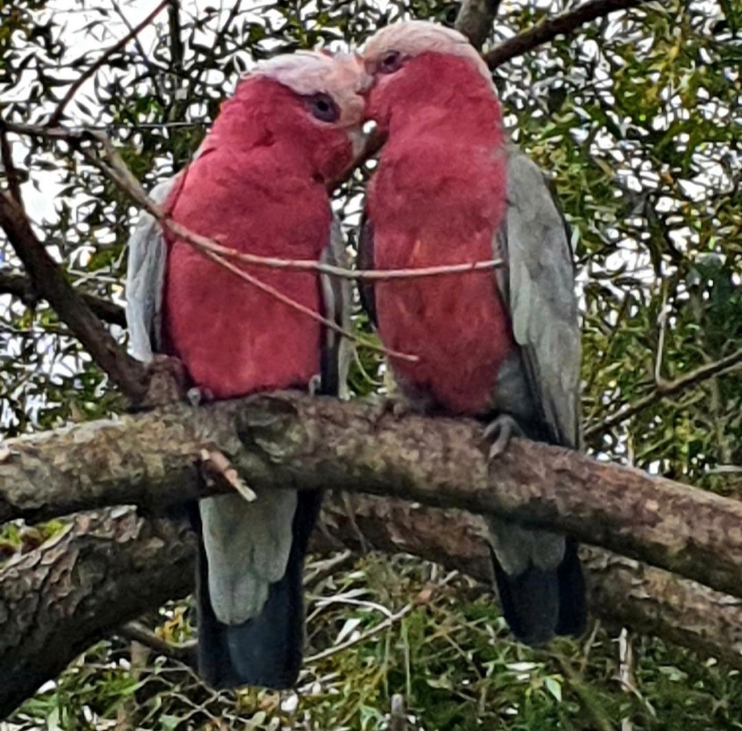 5 Glenview Street BOLWARRA HEIGHTS 17