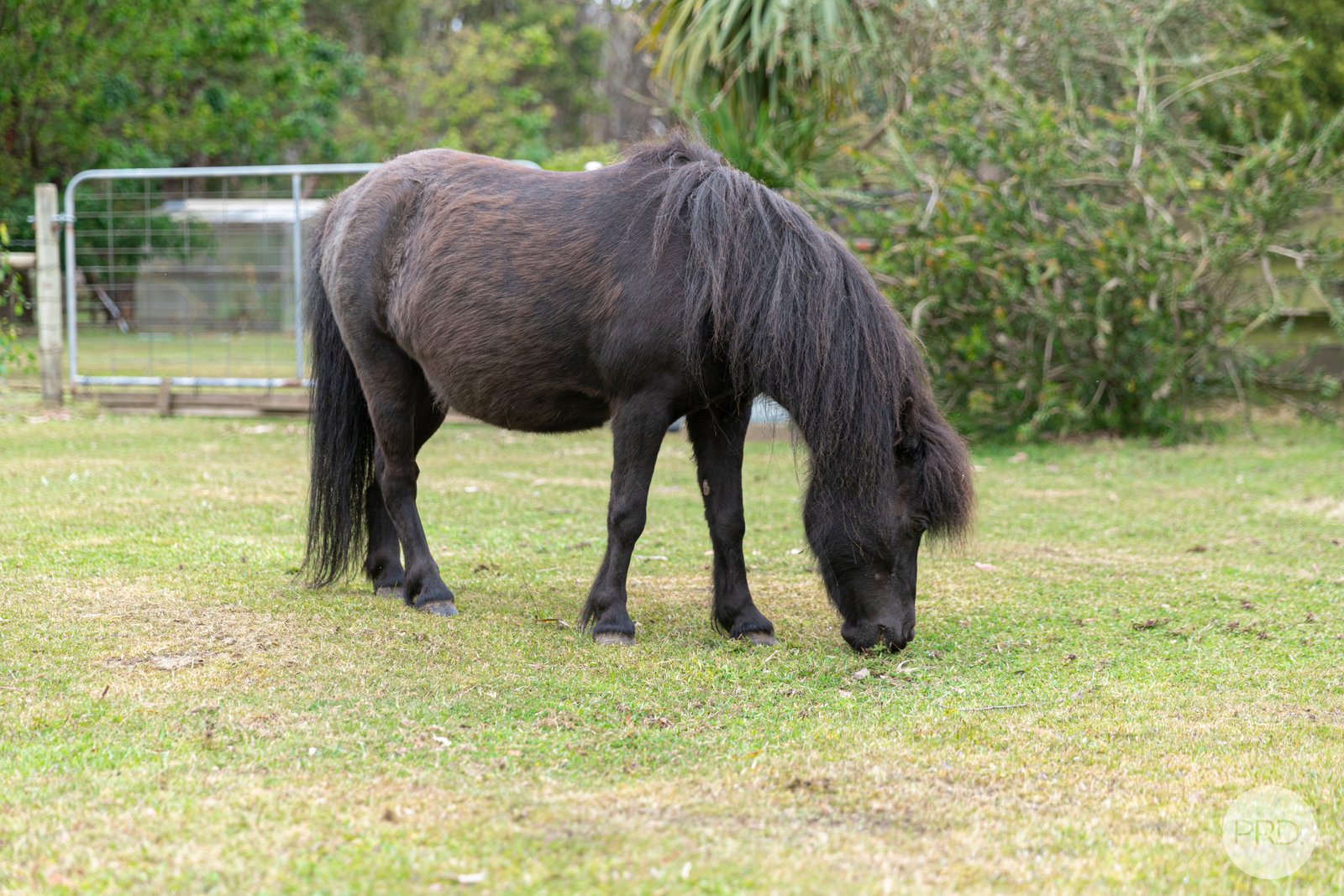 5 Grevillea Drive ENFIELD 21