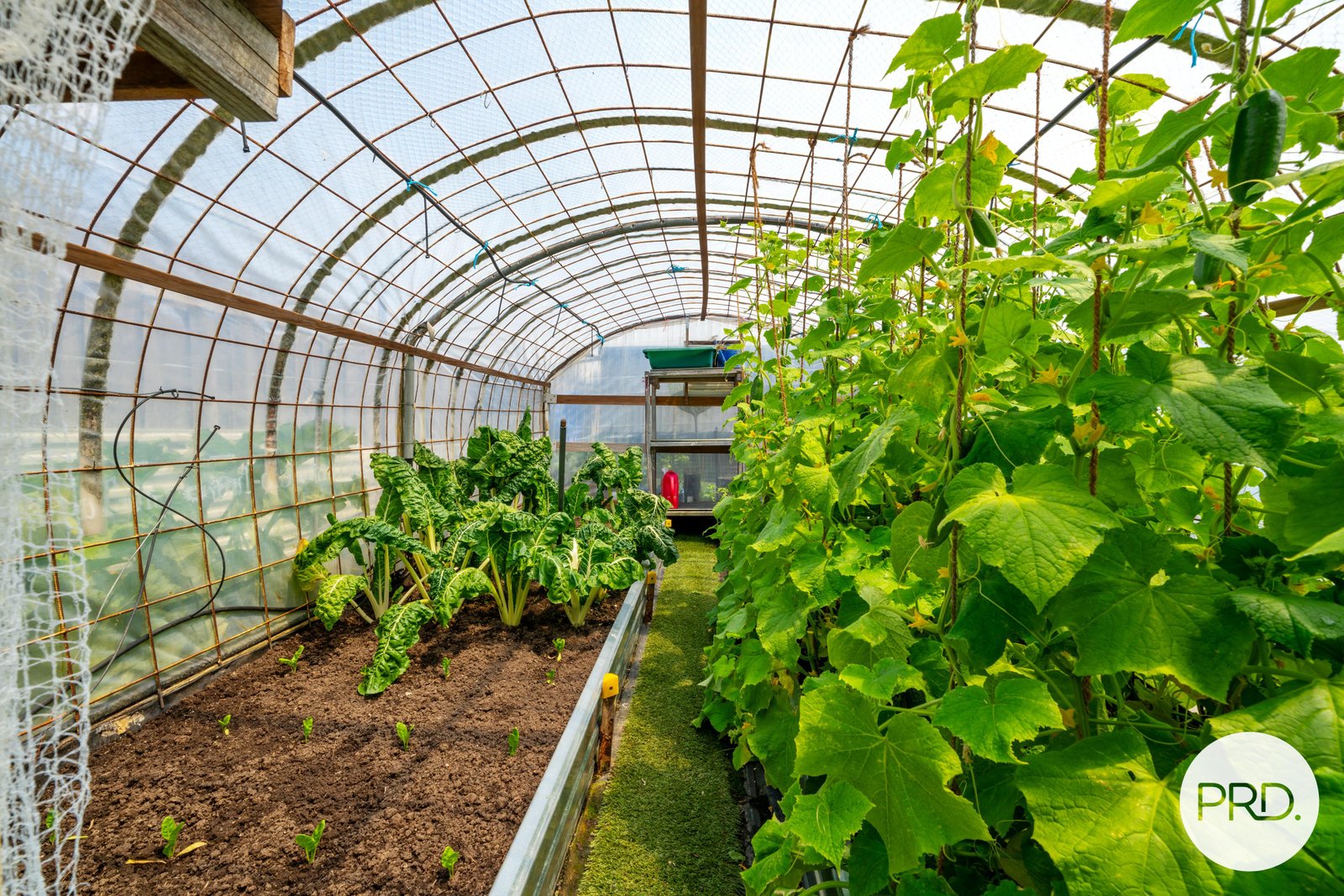 5 Leila Street NEW NORFOLK 25