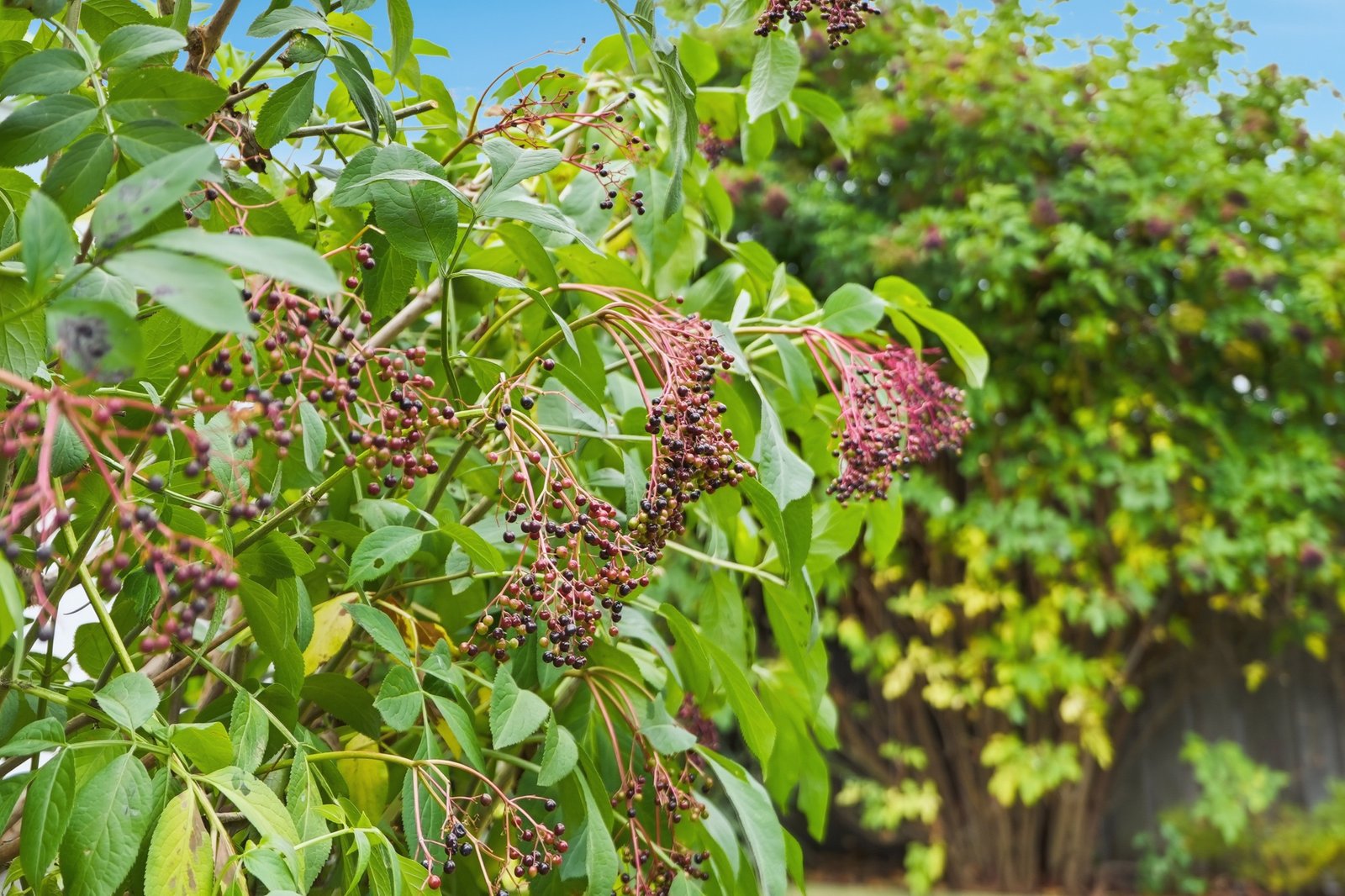 5 Wyralla Court AUSTINS FERRY 24