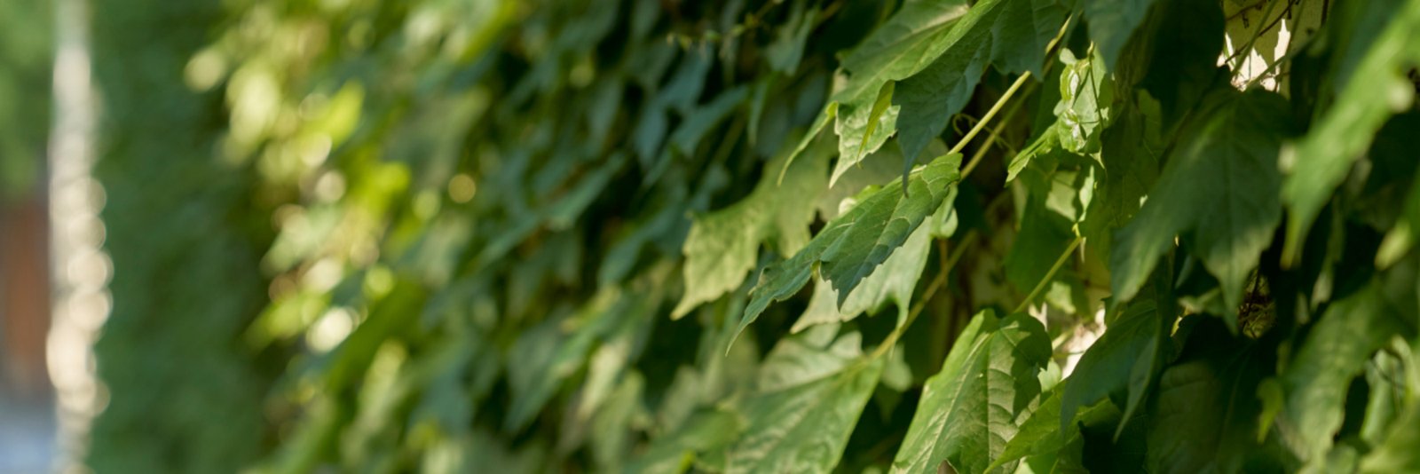 50 Glencairn Avenue, Camberwell, 3124