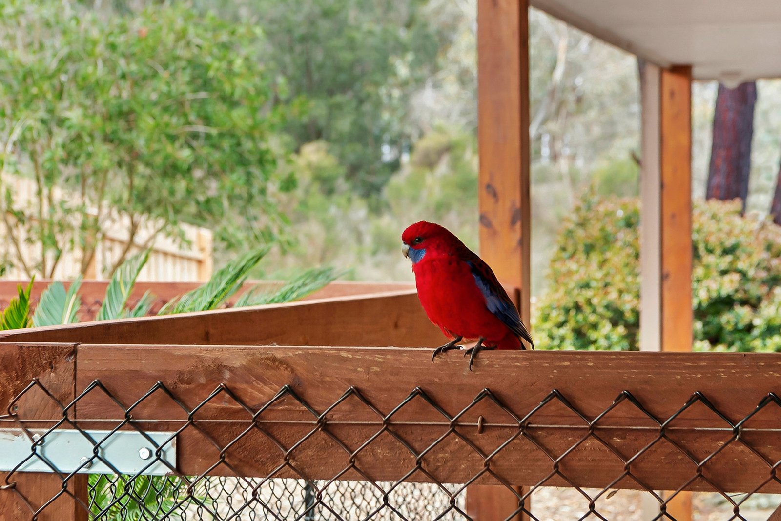 Real Estate and Property in 50 Goolgowie Street, Rosebud, VIC