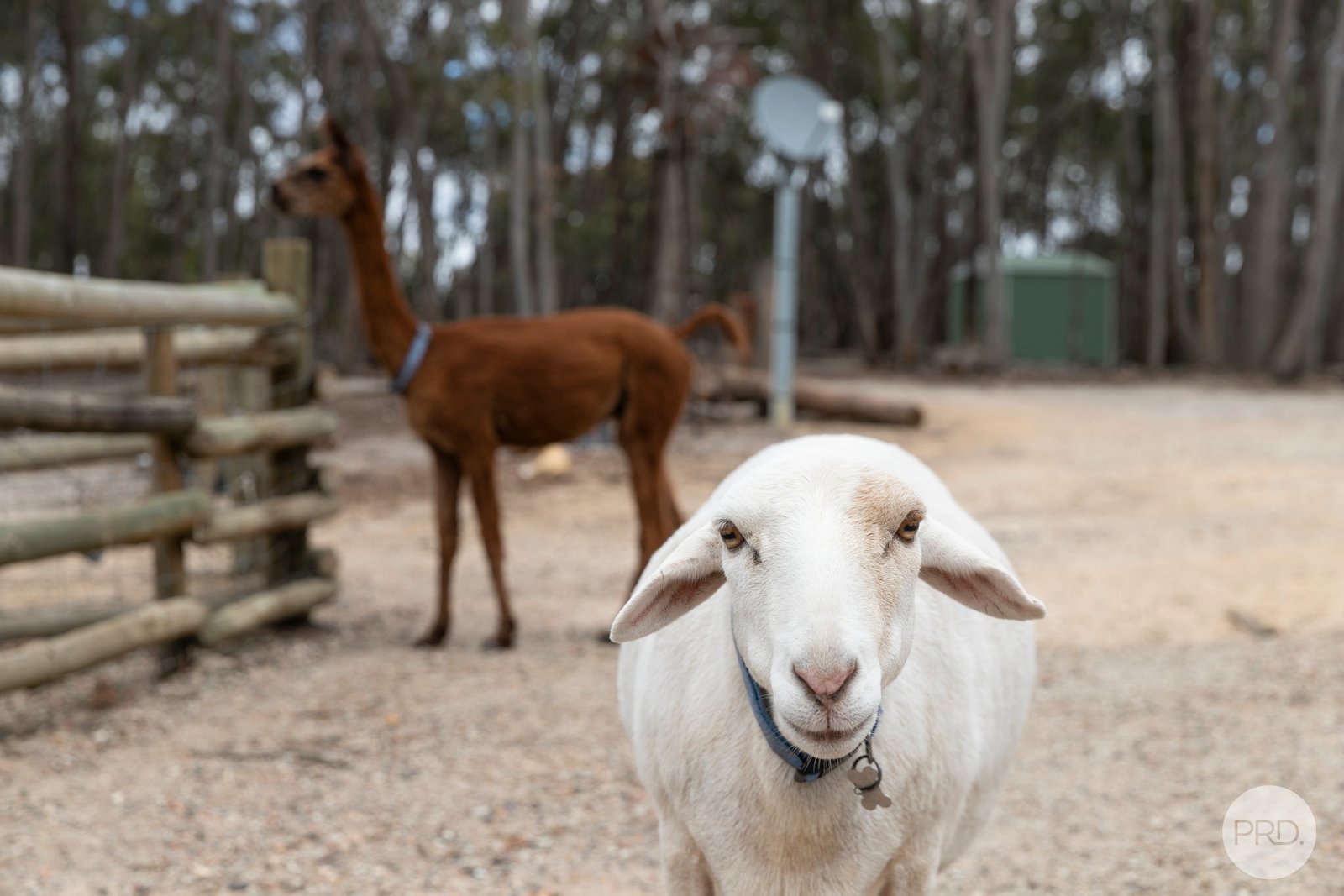 50 McCallum Road SCARSDALE 13