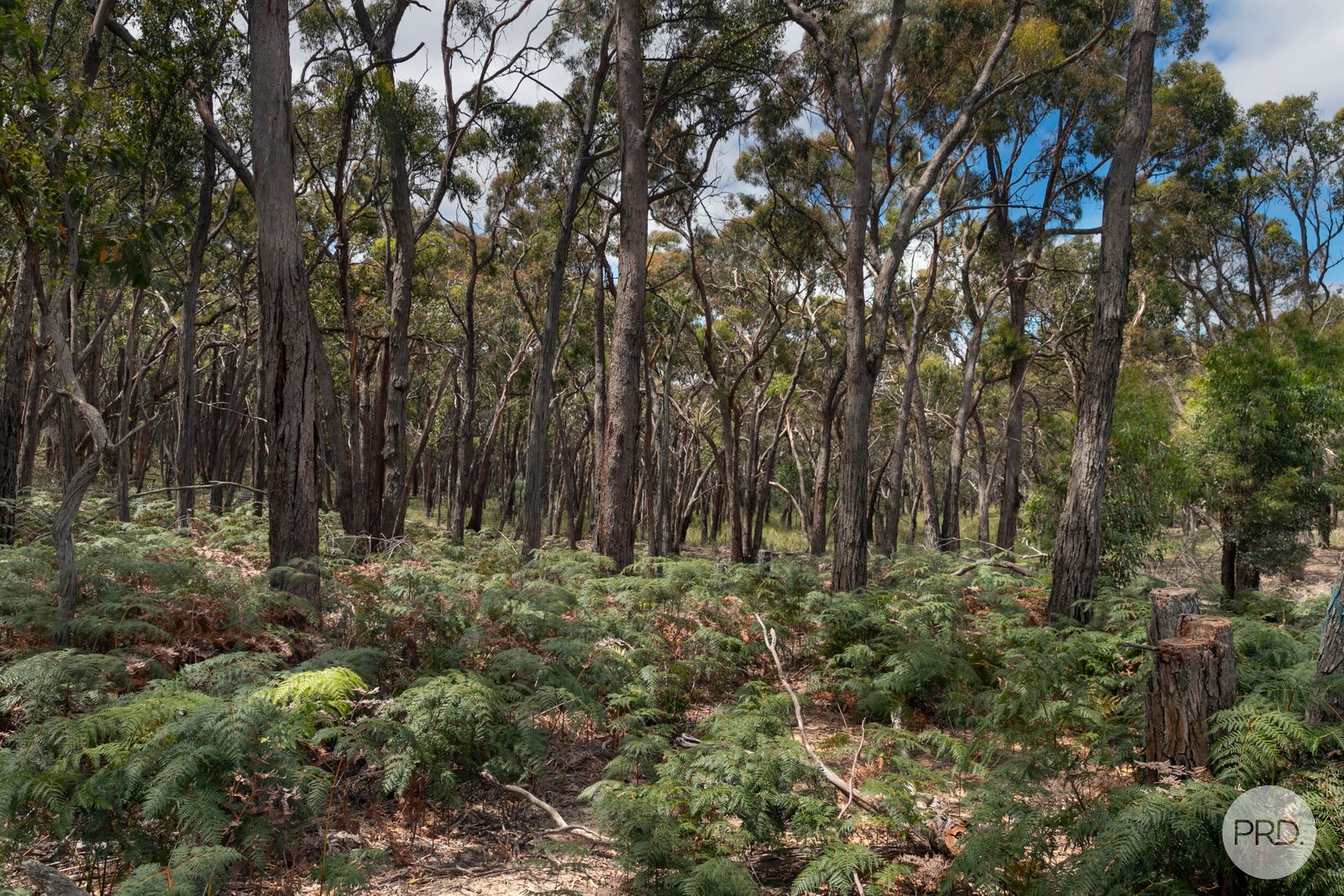 50 McCallum Road SCARSDALE 17