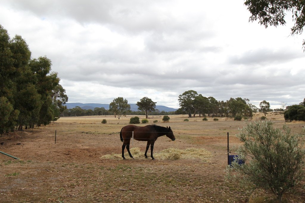 51 Mitchell Road AVOCA 20