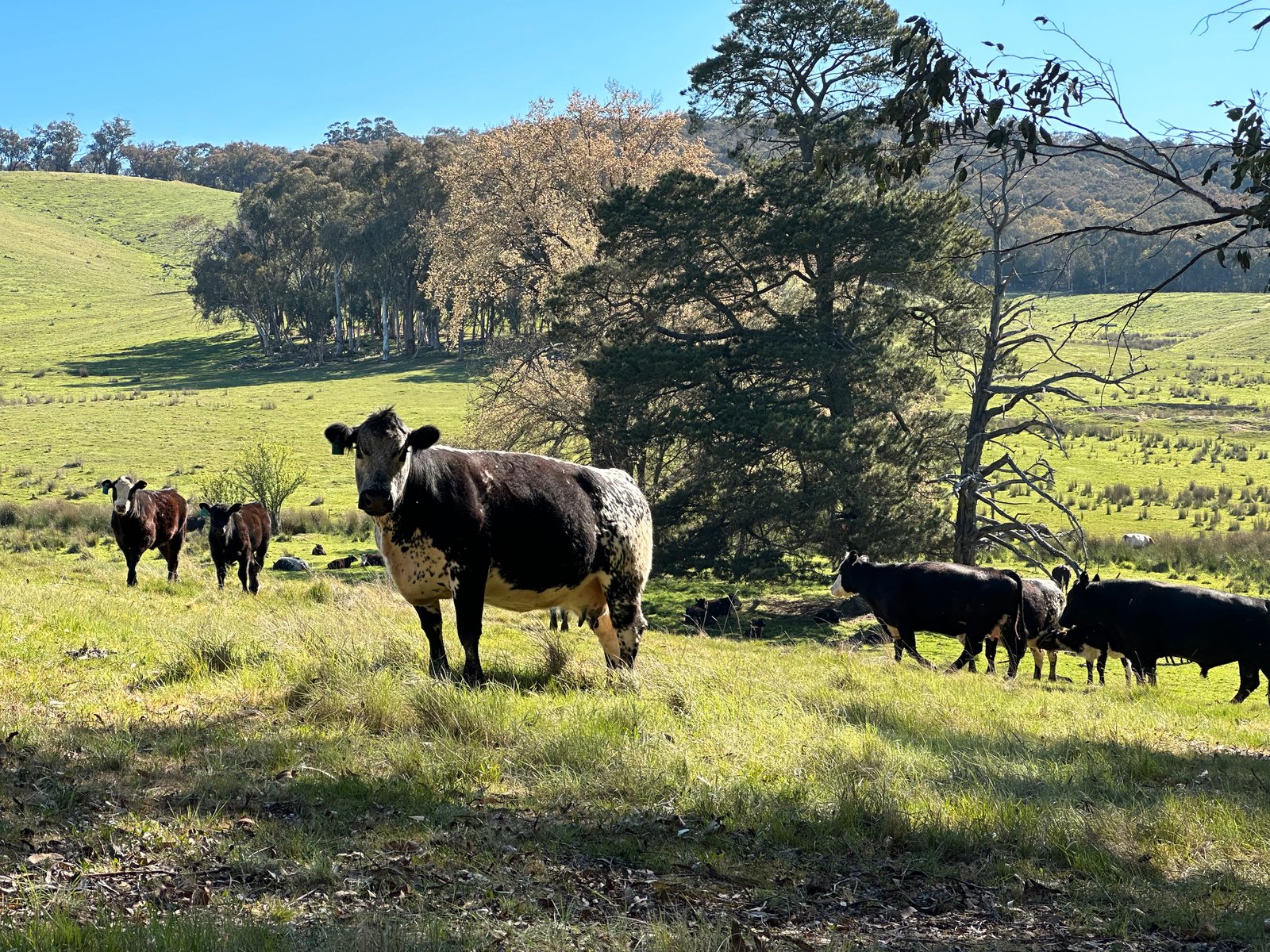 53 McClellands Lane TUMBARUMBA 16