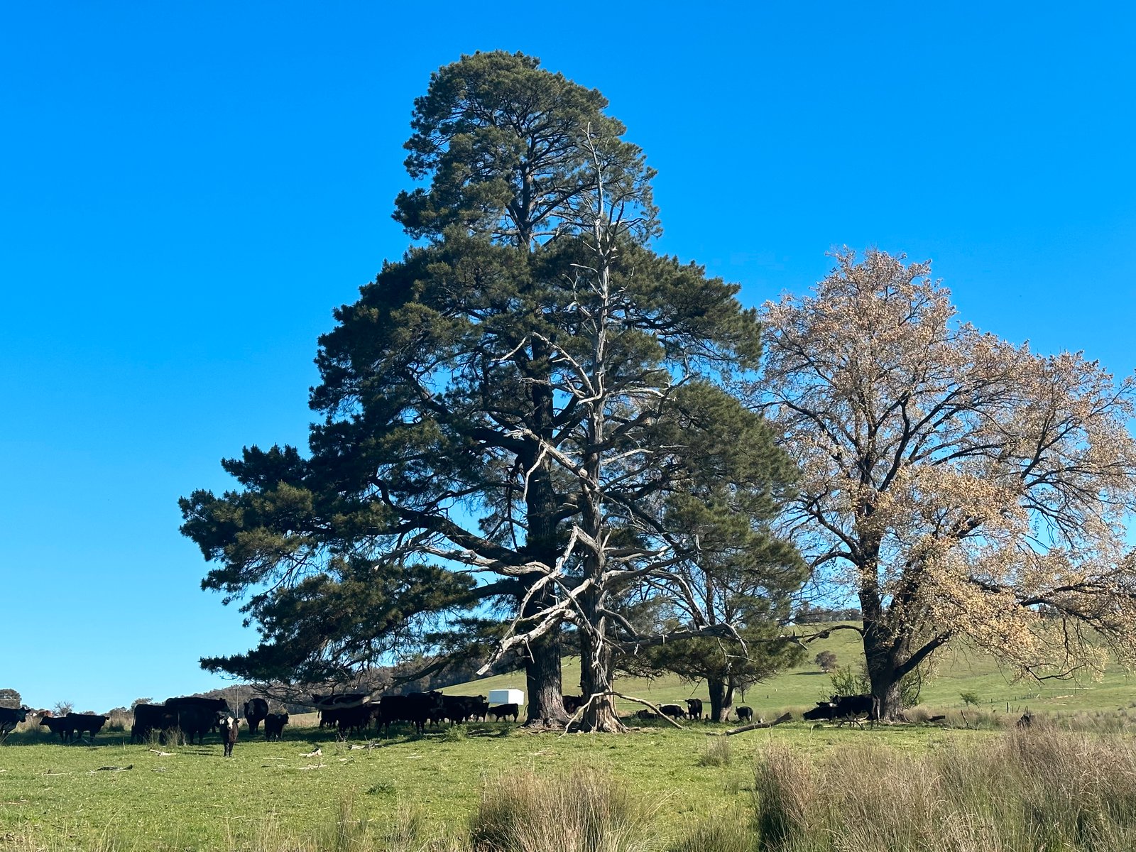 53 McClellands Lane TUMBARUMBA 19