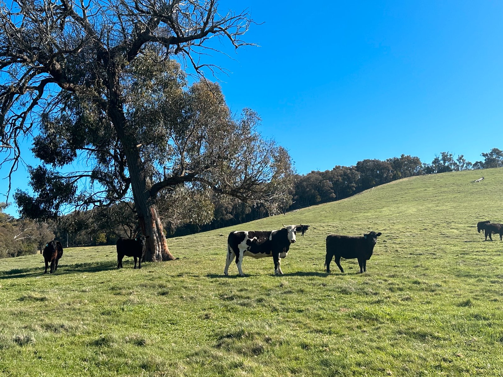 53 McClellands Lane TUMBARUMBA 23