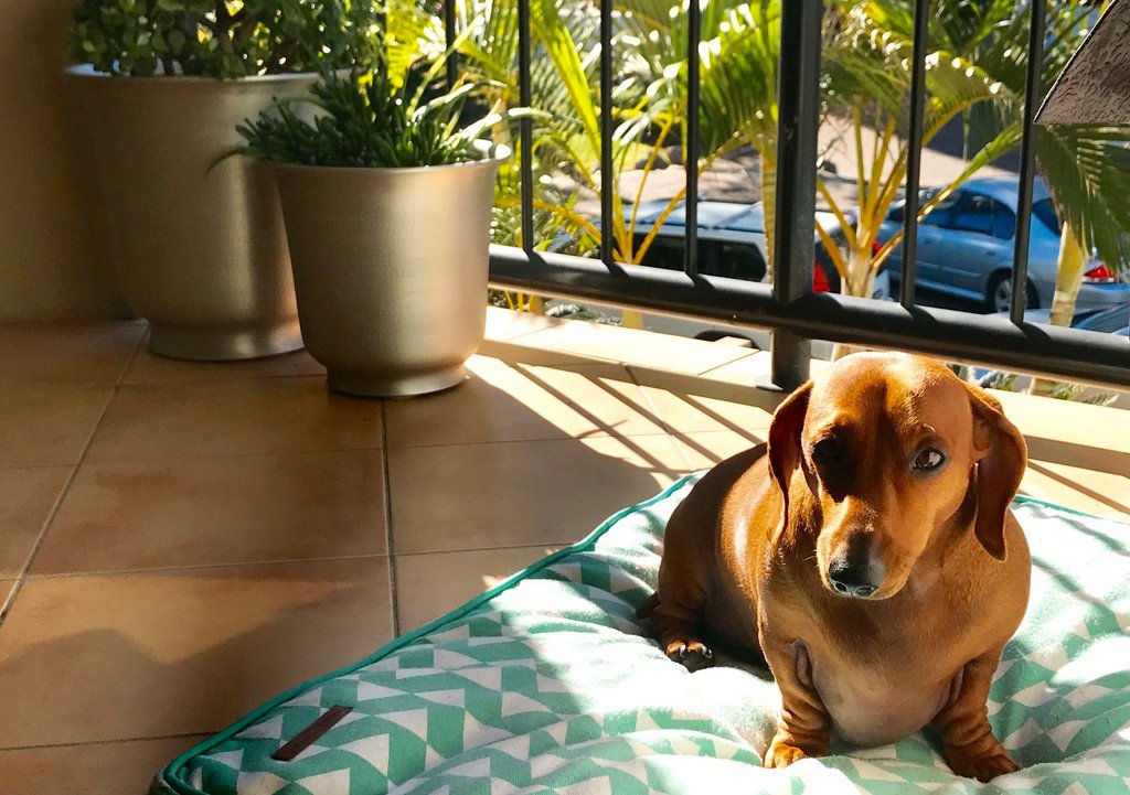 5/4-6 Acacia Ave  SURFERS PARADISE 10