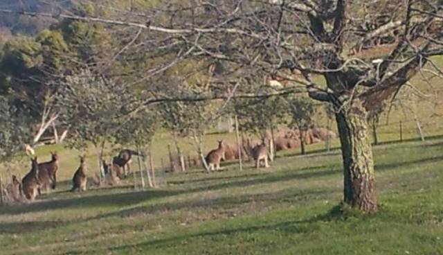 54 Crosier Road HAPPY VALLEY 13