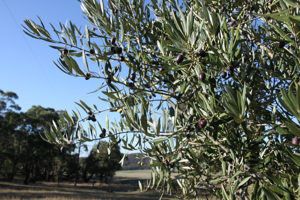 54 Crosier Road HAPPY VALLEY 15