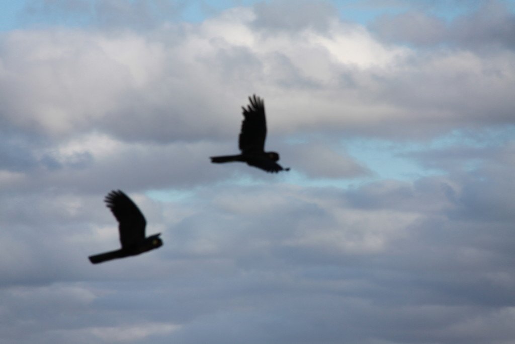 54 Crosier Road HAPPY VALLEY 19