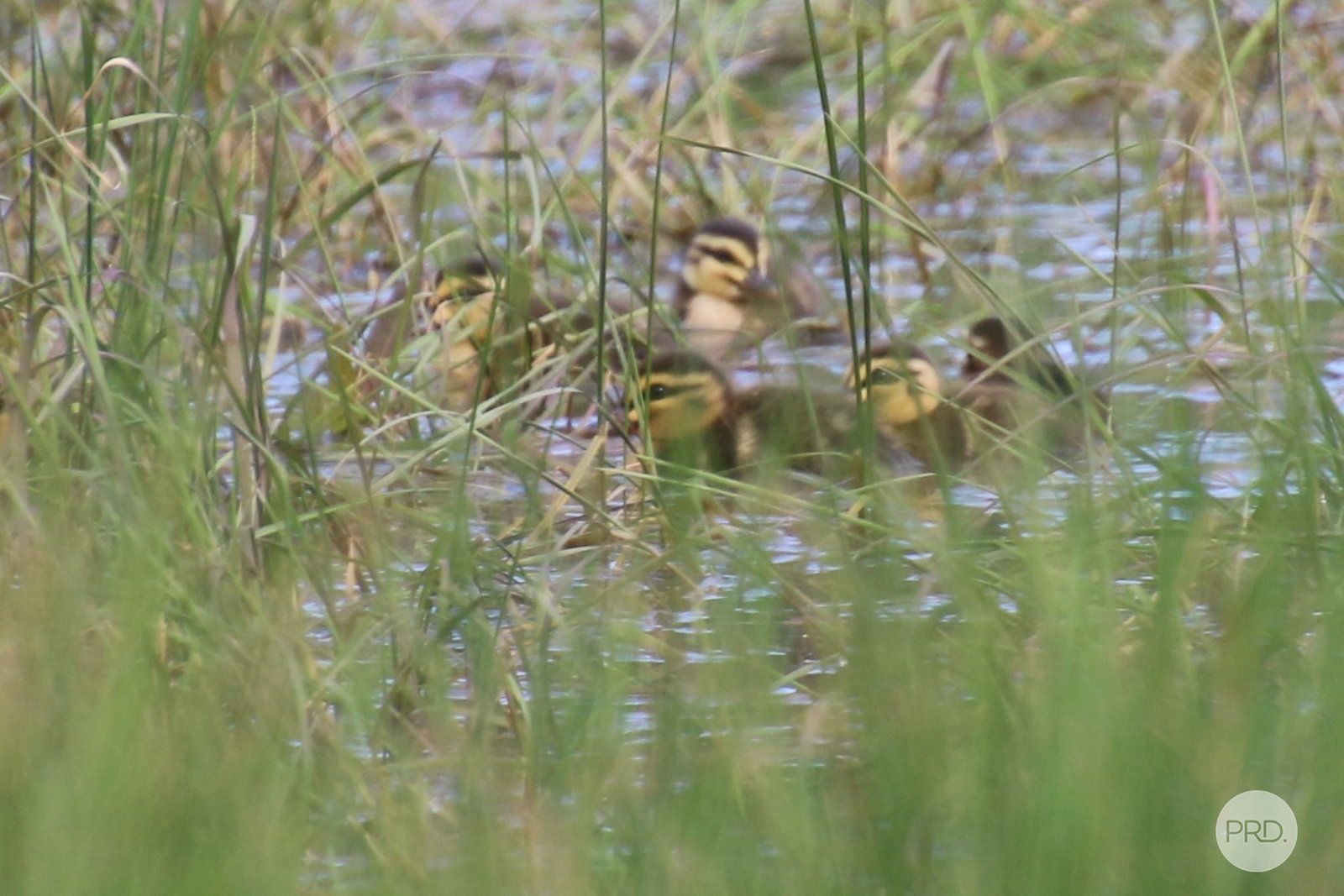 55 Merrifield Road CLUNES 21