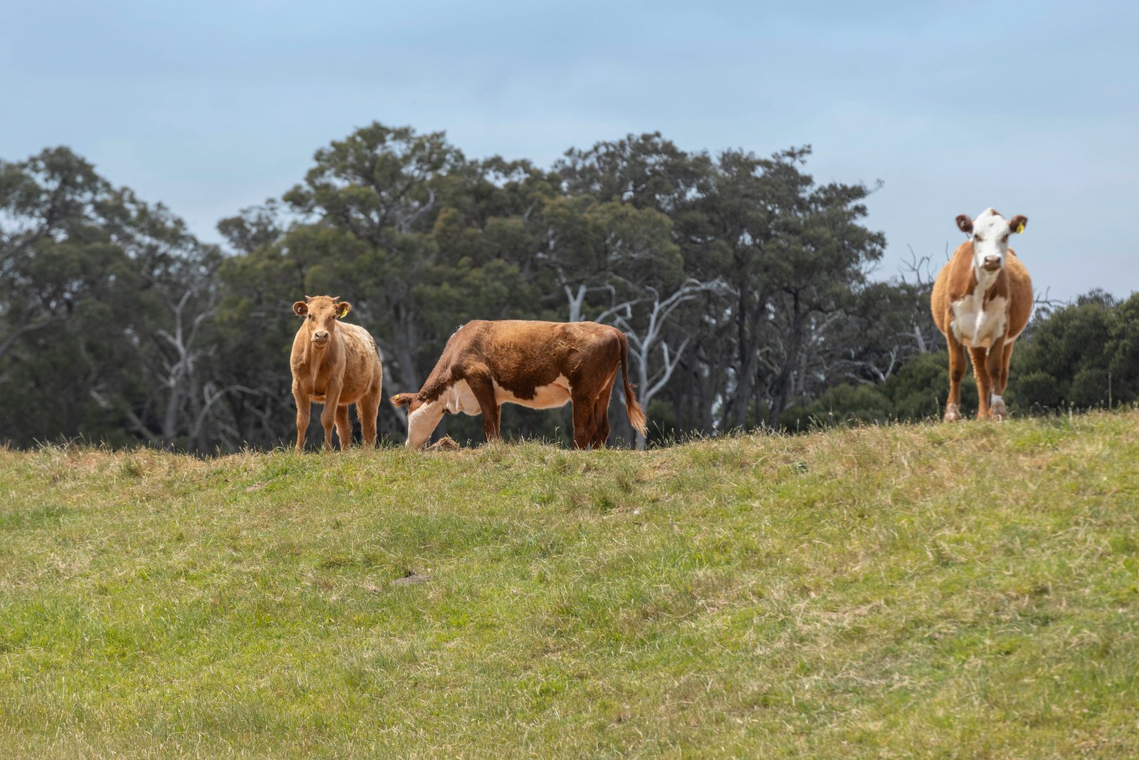 56 Bulldog Creek Road, Dromana, 3936