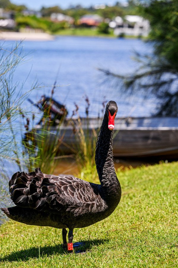 56 Dunlin Drive Burleigh Waters 27