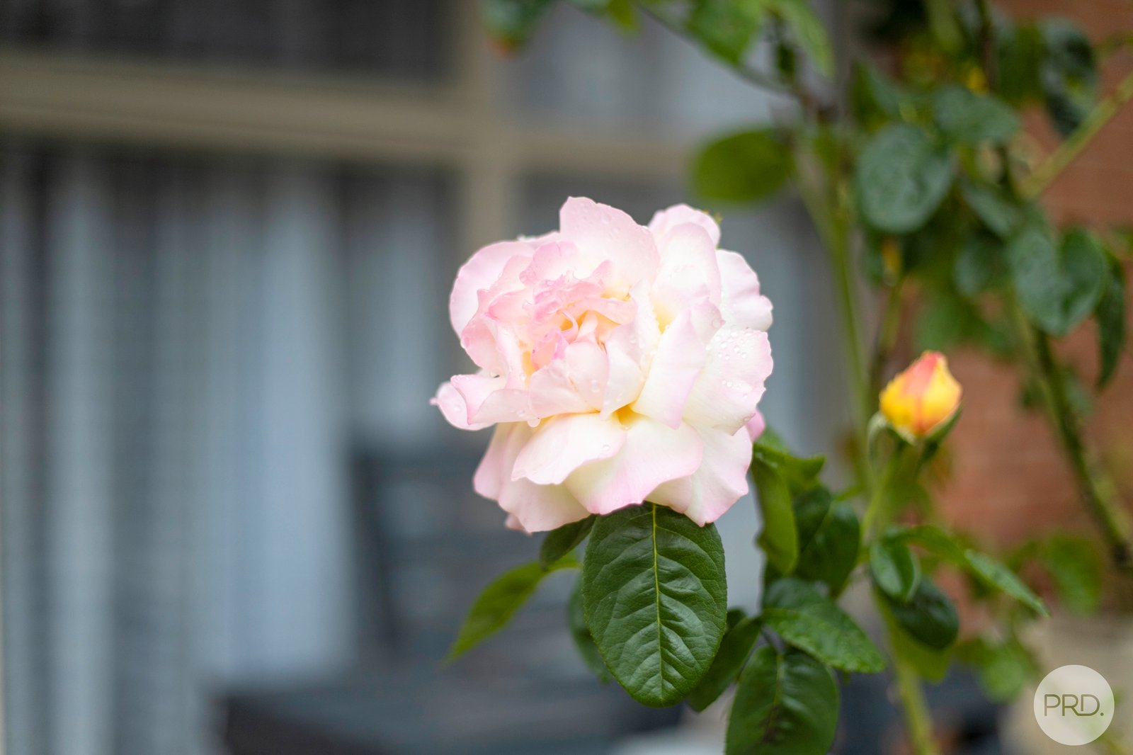 56 Dyte Parade BALLARAT EAST 13