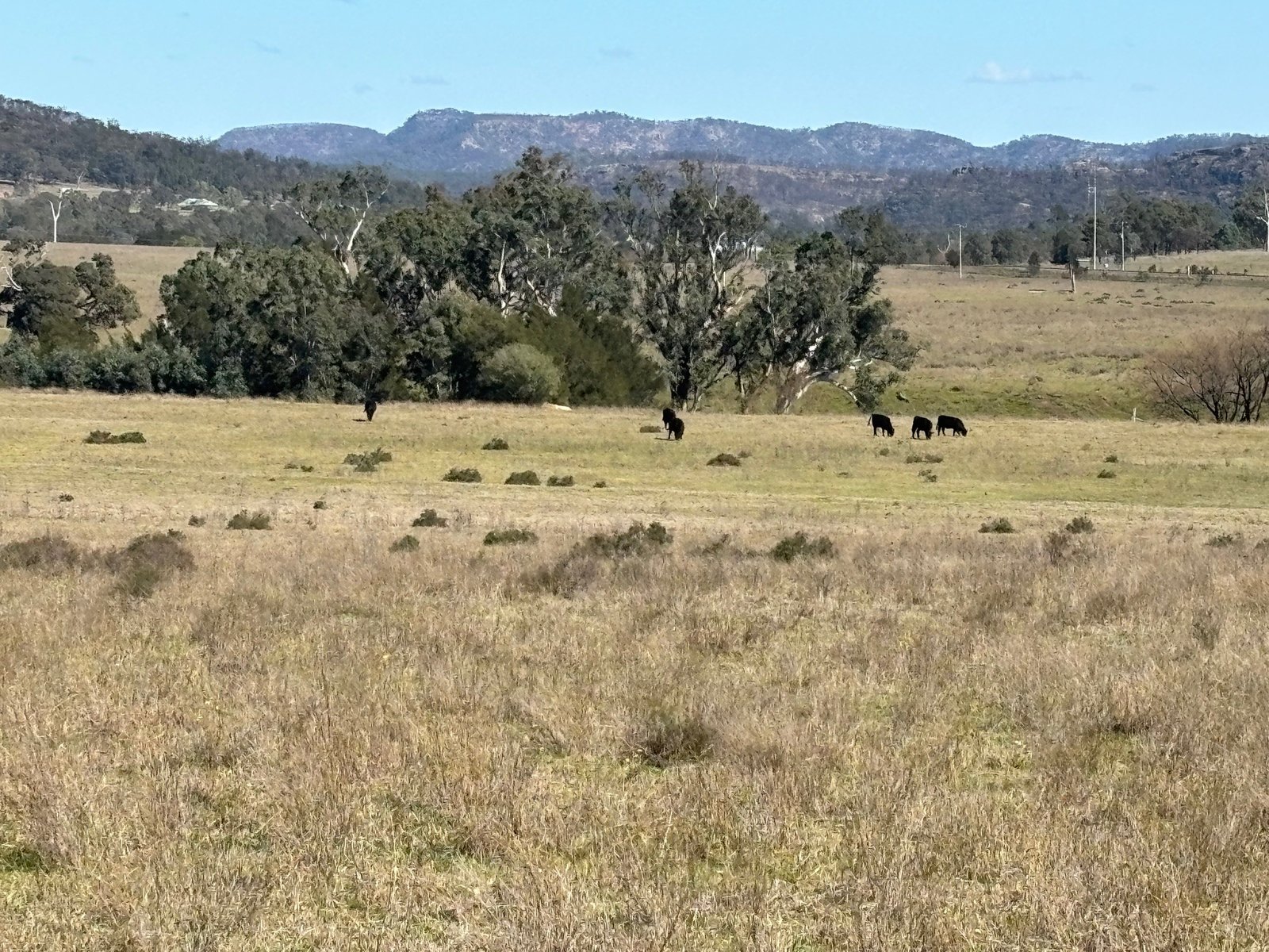 560 Mt Dangar Road BAERAMI 15