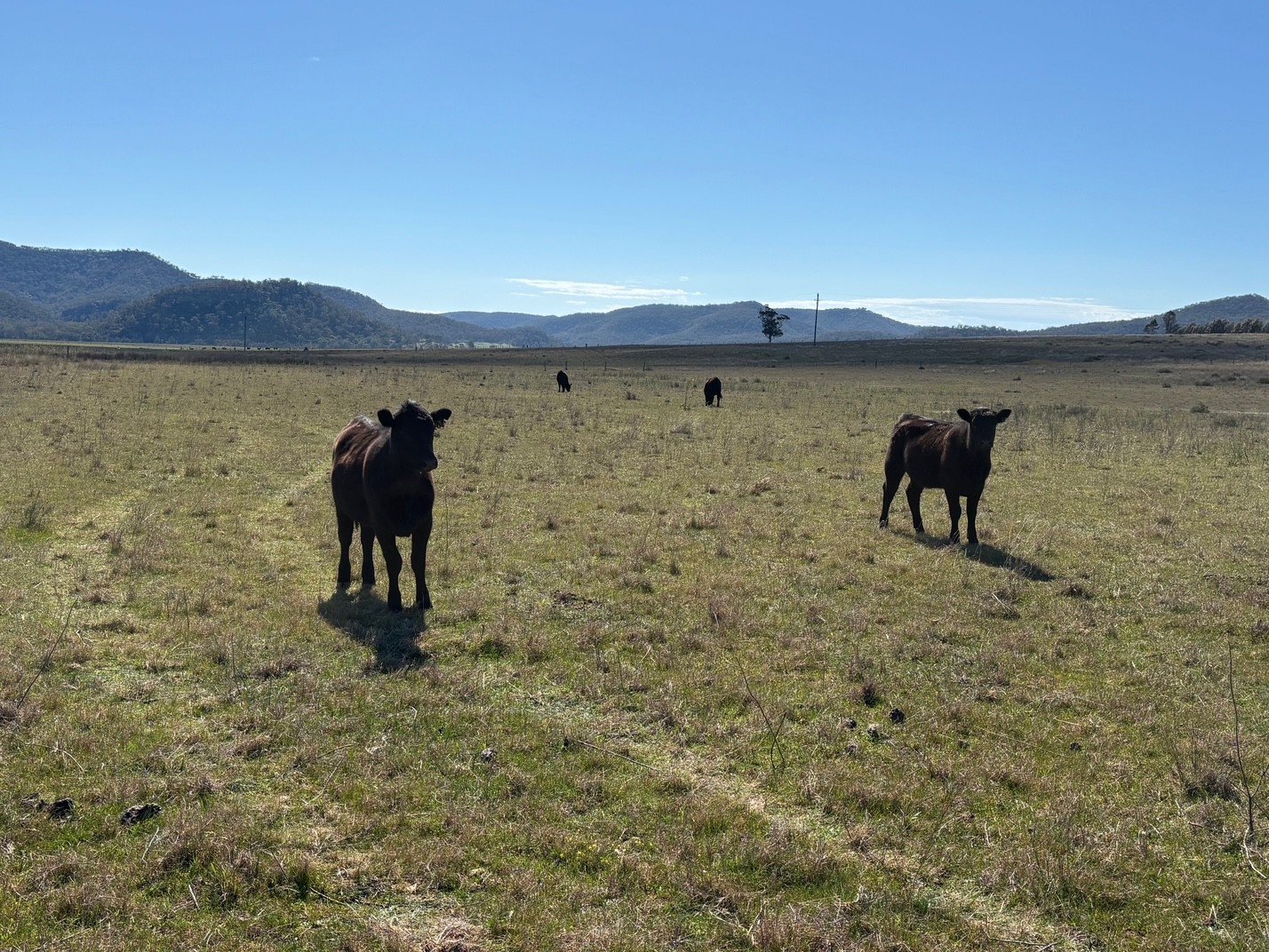 560 Mt Dangar Road BAERAMI 17
