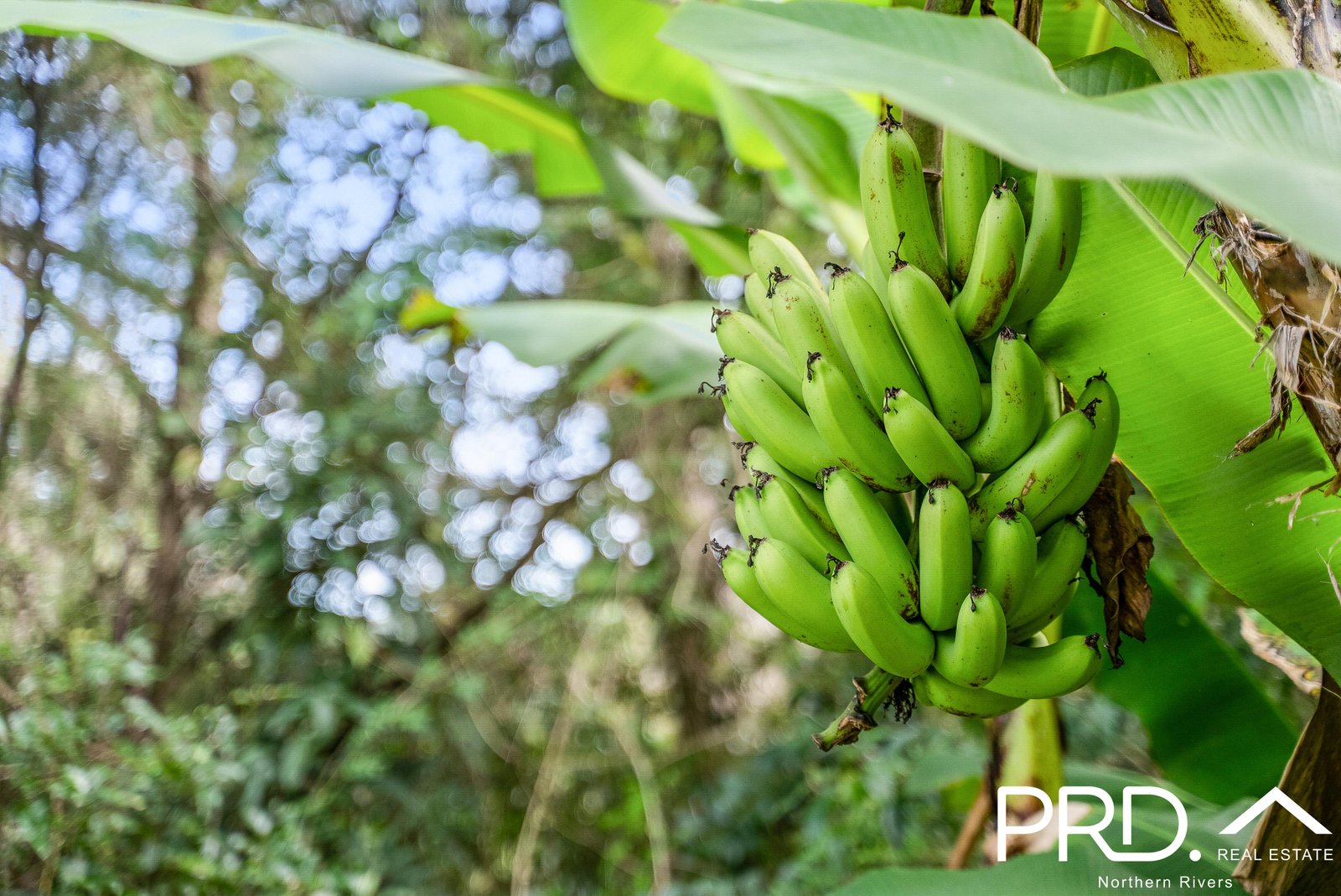 58 Nimbin Road LISMORE 7