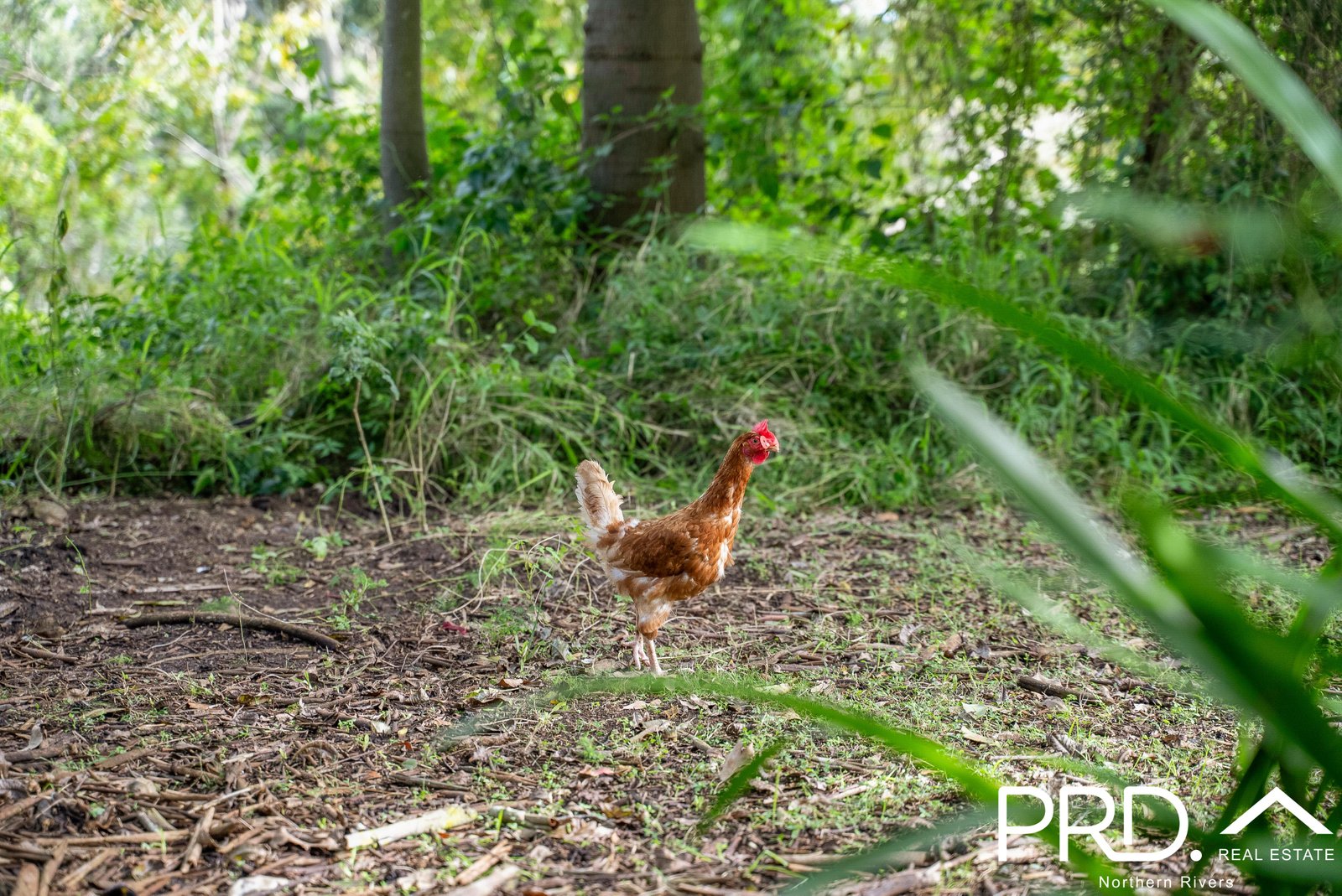 58 Nimbin Road LISMORE 11