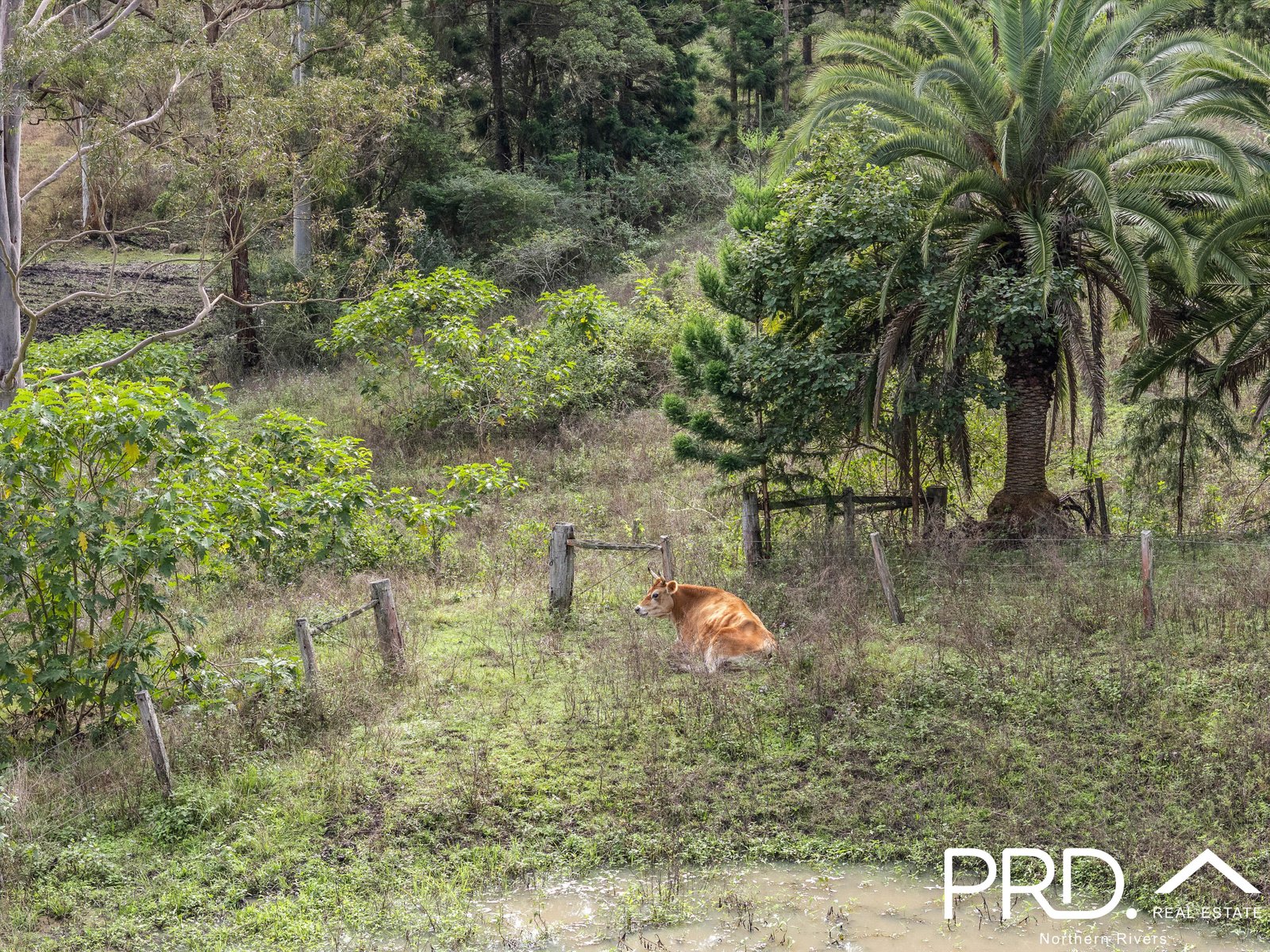 58 Nimbin Road LISMORE 20