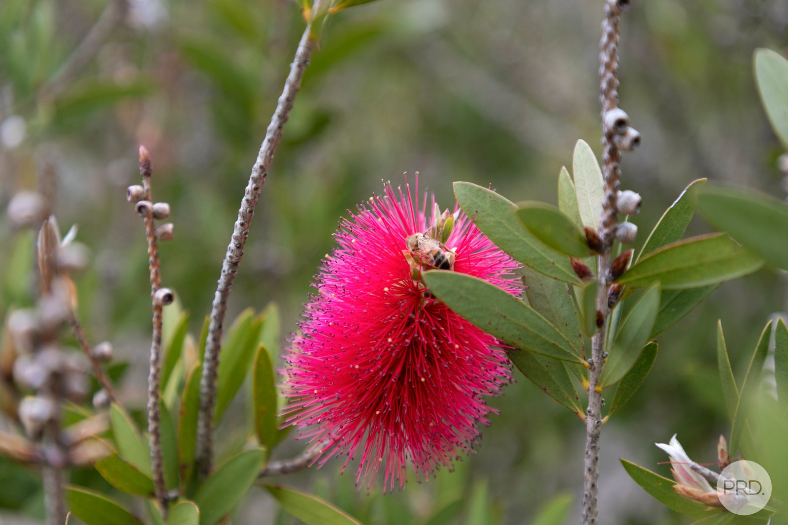 58 Swanson Road DEREEL 13